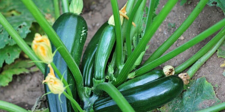Como fazer abobrinha crescer rápido e com sabor incrível