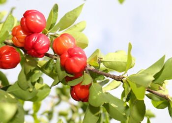 Aprenda a Cultivar Acerola em Casa e Tenha Frutas o Ano Todo