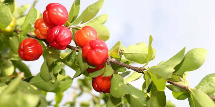 Aprenda a Cultivar Acerola em Casa e Tenha Frutas o Ano Todo