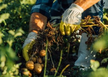 Conheça a agricultura que é a chave para um cultivo sustentável e eficiente