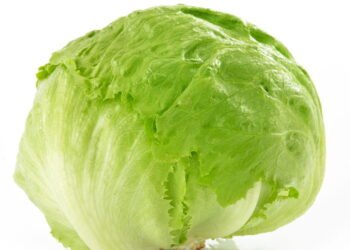 Passo a passo para plantar alface americana do jeito certo