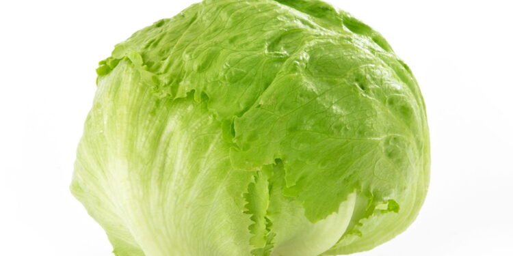 Passo a passo para plantar alface americana do jeito certo