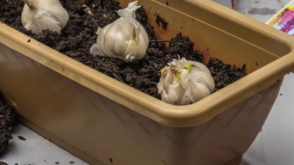 Quando e como plantar alho em casa para colher bulbos grandes e saborosos