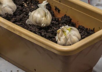 Quando e como plantar alho em casa para colher bulbos grandes e saborosos