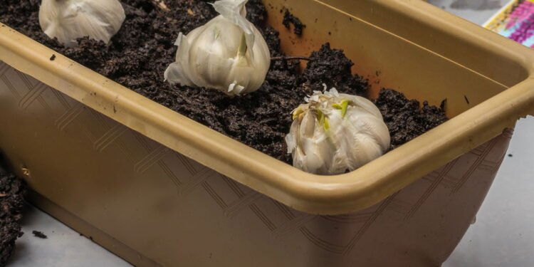 Quando e como plantar alho em casa para colher bulbos grandes e saborosos