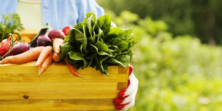 Os 10 melhores alimentos para melhorar a saúde da pele oleosa e acneica