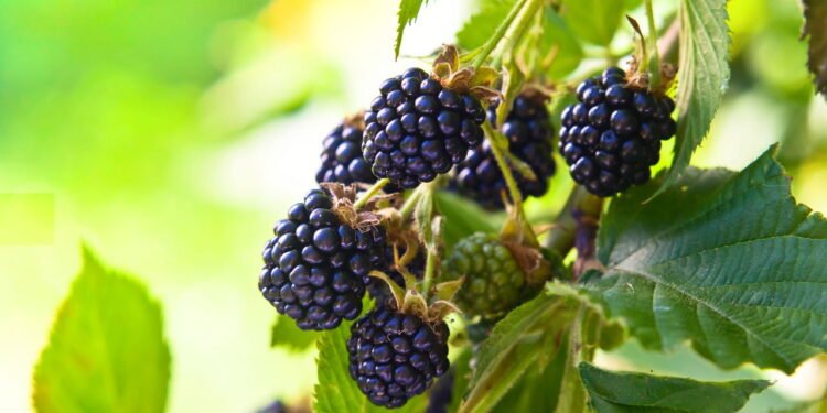 Dicas essenciais para cultivar amorinhas em climas diversos