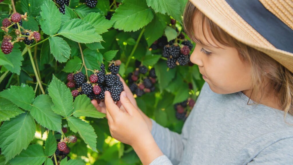 Dicas essenciais para cultivar amorinhas em climas diversos