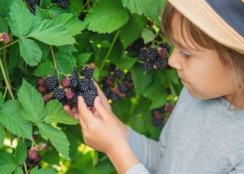 Dicas essenciais para cultivar amorinhas em climas diversos