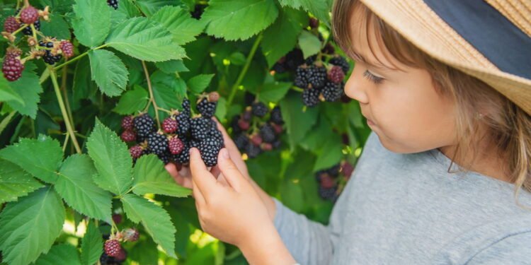 Dicas essenciais para cultivar amorinhas em climas diversos