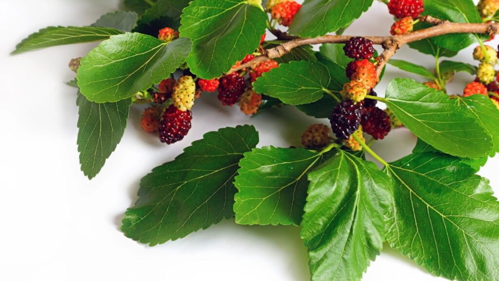 Aprenda a plantar amora em casa com dicas práticas