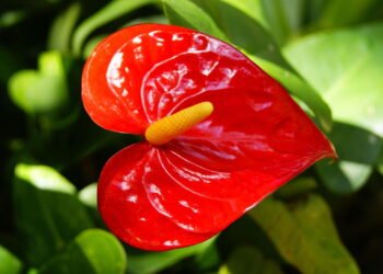 Guia de cuidados definitivos para cuidar de Antúrio em casa!