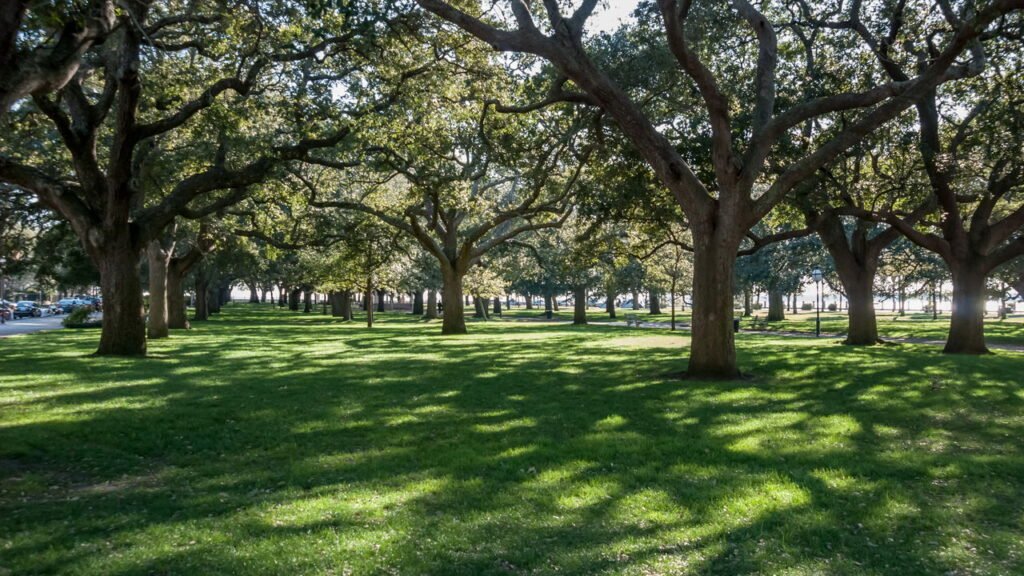 Aprenda a escolher árvores para plantar na calçada
