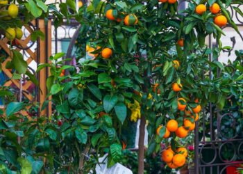 Quer fortalecer a imunidade de forma natural? Veja como plantar frutas ricas em vitamina C em casa com dicas simples e práticas.