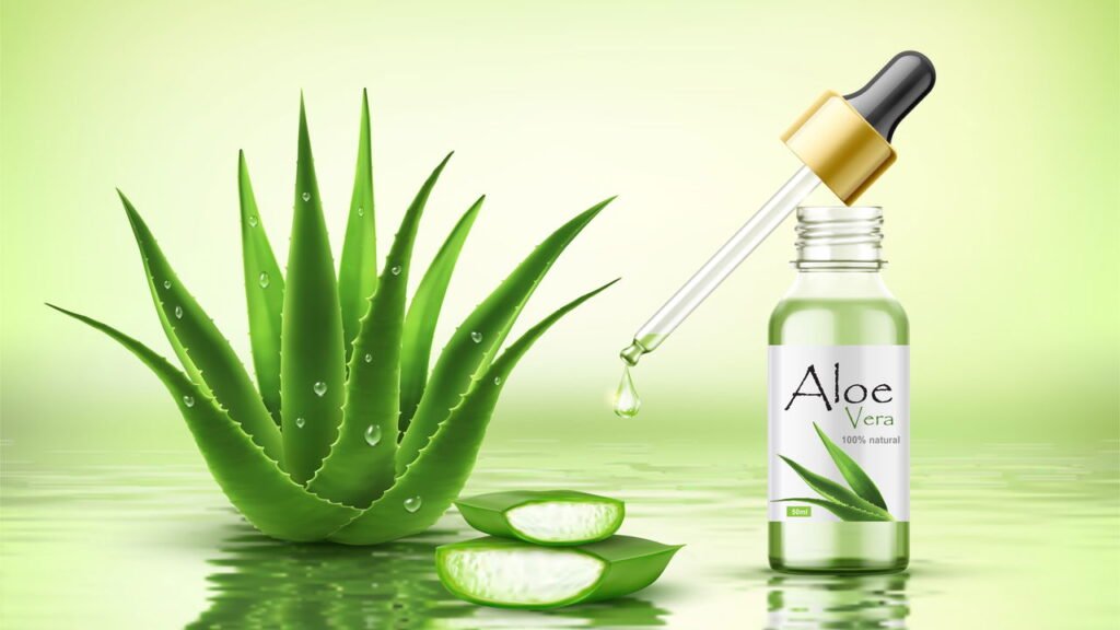 Aprenda a plantar aloe vera em qualquer espaço da sua casa