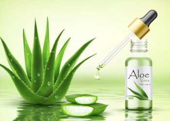 Aprenda a plantar aloe vera em qualquer espaço da sua casa