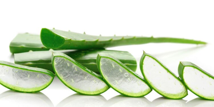 A melhor forma de plantar babosa em casa e usar seus poderes curativos sempre