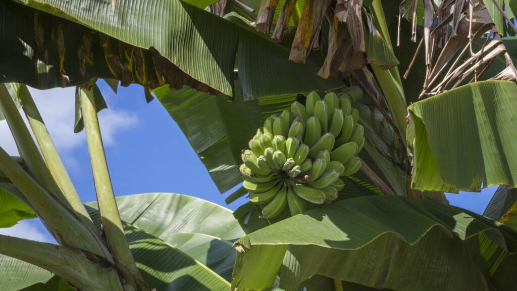 Aprenda a plantar bananeira e colha bananas frescas em poucos meses