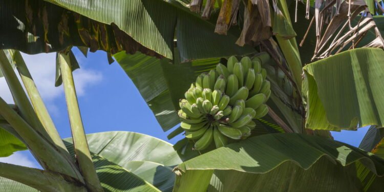 Aprenda a plantar bananeira e colha bananas frescas em poucos meses