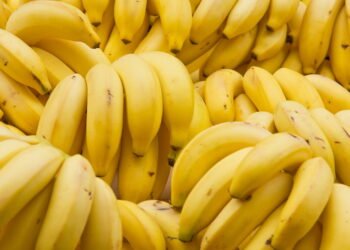 Aprenda a plantar bananeira e colha bananas frescas em poucos meses