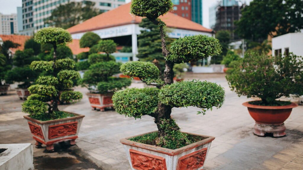 Como plantar bonsais e cuidar corretamente?