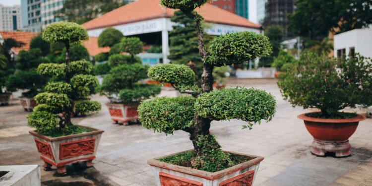 Como plantar bonsais e cuidar corretamente?