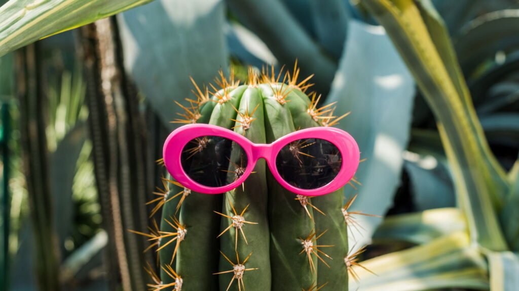 5 dicas de como cuidar de cactos corretamente