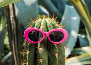 5 dicas de como cuidar de cactos corretamente