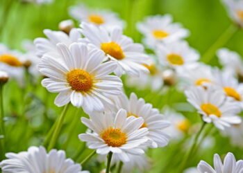 As 3 ervas queridinhas que toda avó tem em casa para preparar chás