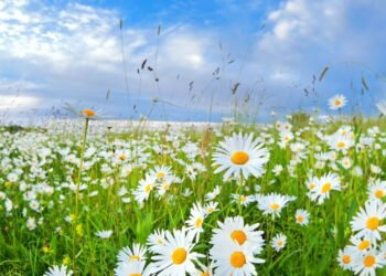 Aprenda a plantar em casa a planta que combate estresse e ansiedade