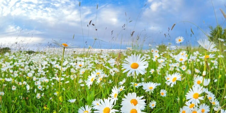 Aprenda a plantar em casa a planta que combate estresse e ansiedade