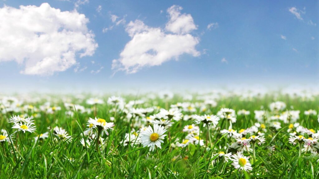 Cultivo de margaridas: dicas simples para manter flores vibrantes e saudáveis