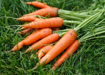 Como plantar cenoura em casa de um jeito fácil