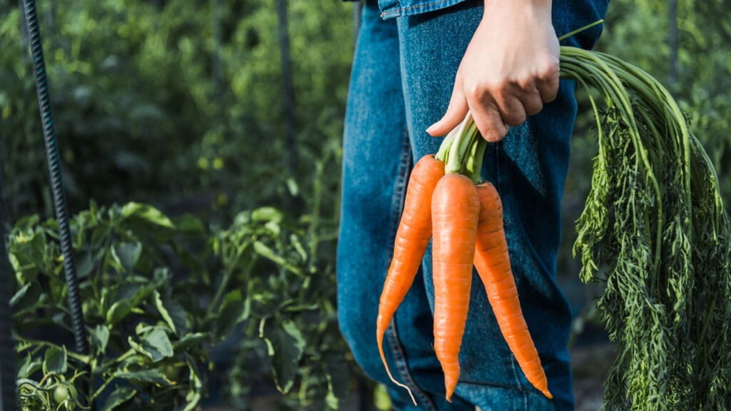Por que algumas cenouras são mais doces do que outras?