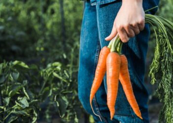 Por que algumas cenouras são mais doces do que outras?