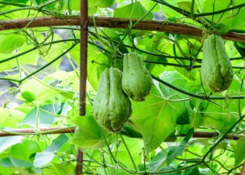 Veja como preparar o solo ideal para cultivar chuchu em casa