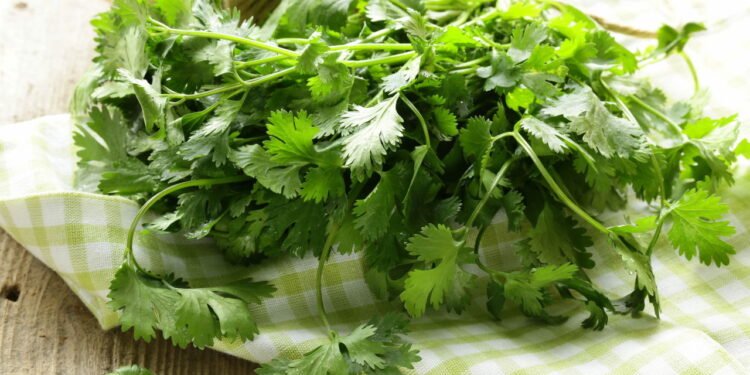 Saiba como plantar coentro e colher folhas frescas em semanas