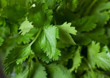 Saiba como plantar coentro e colher folhas frescas em semanas