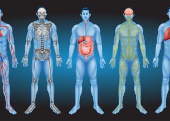 6 mitos sobre seu intestino que vão te deixar de boca aberta