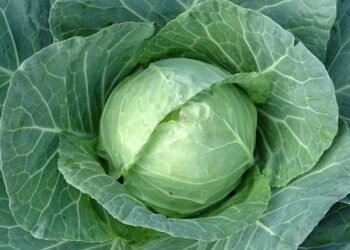 O segredo para ter couve sempre verdinha e saborosa em casa
