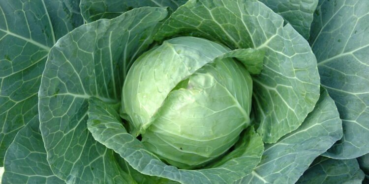 Poder antioxidante elevado - Créditos: depositphotos.com / bedobedo