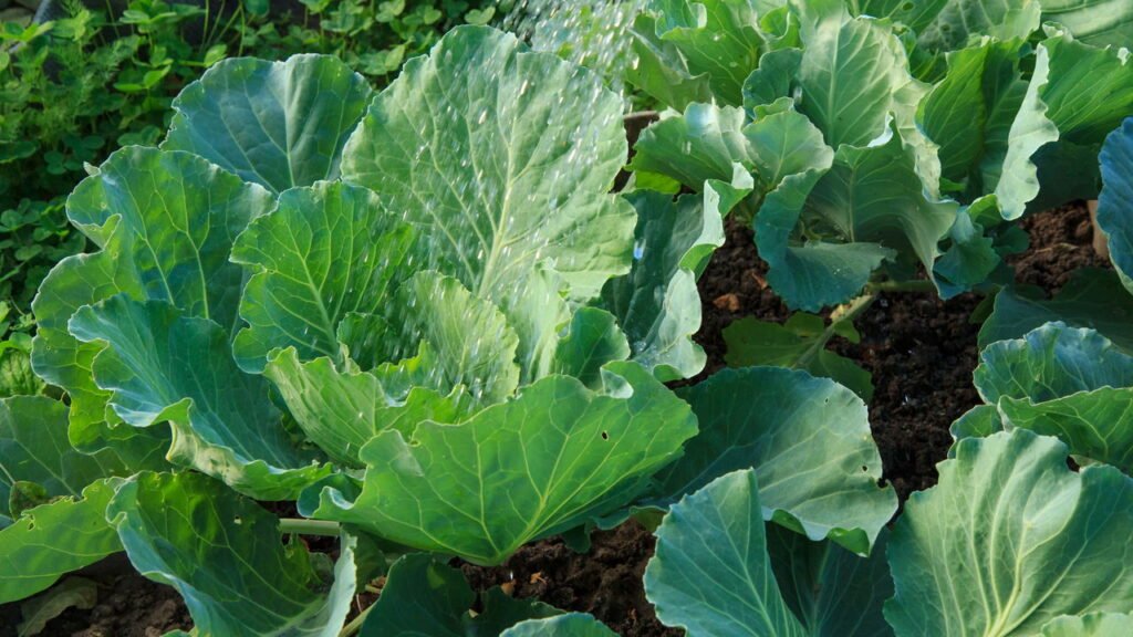 6 ervas que você pode plantar em casa para fazer um detox poderoso