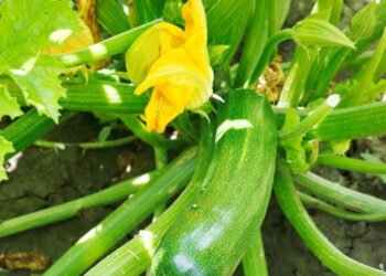 Guia definitivo para o cultivo de abobrinha em casa
