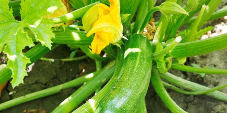 Guia definitivo para o cultivo de abobrinha em casa