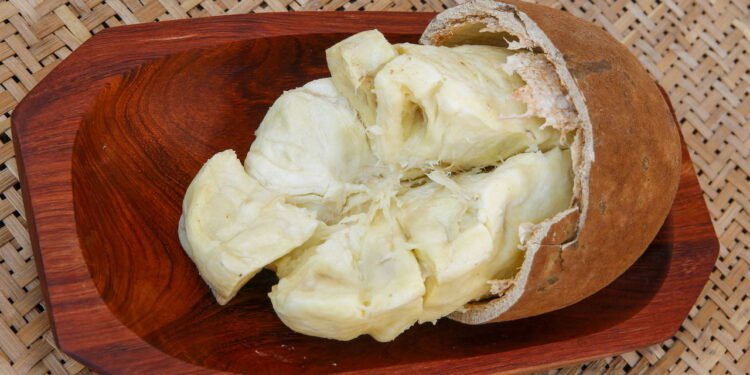 Aprenda a plantar cupuaçu em casa com dicas simples