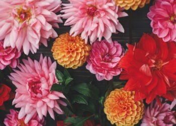 Guia completo! Como plantar Dálias no seu jardim?