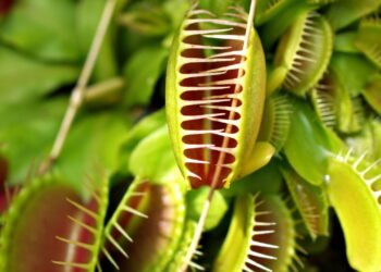 Como plantar e cuidar de plantas carnívoras em casa?