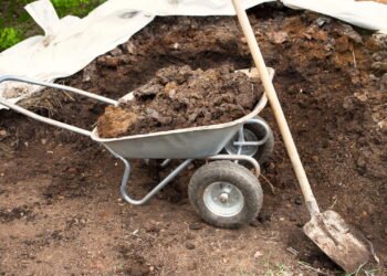 Veja como aumentara fertilidade do solo com o uso adequado de esterco