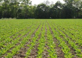 A importância da fertilidade do solo para plantas e ecossistemas