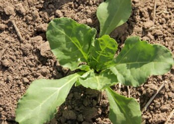 Dicas para manter o pH do solo ideal e promover o crescimento das plantas